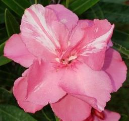 Splendens Double Pink Oleander, Mrs. Isadore Dyer Oleander