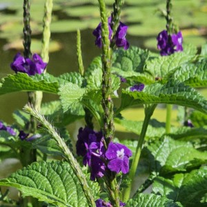 Aerial Elixirs™ Black-Chinned Bliss Porterweed