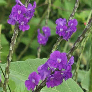Aerial Elixirs™ Bumblicious™ Lilac Porterweed