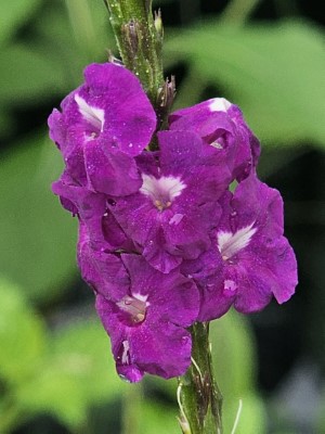 Aerial Elixirs™ Calliope Cabernet Porterweed