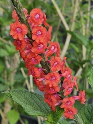 Aerial Elixirs™ Rowdy Rufous Porterweed