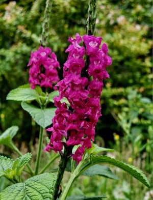 Mawmaw's Magenta Porterweed
