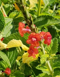 Mercedes' Magic Variegated Coral Porterweed