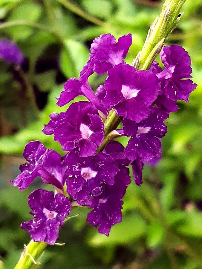 Aerial Elixirs™ Rivoli's Rhapsody Porterweed