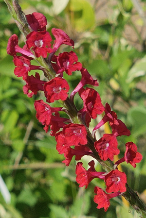 Nectarwand Red Porterweed