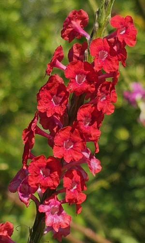 Aerial Elixirs™ Ruby Throat Red II Porterweed
