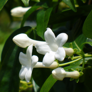 Stephanotis, Floradora, Madagascar Jasmine, Bride's Flower, Hawaiian Wedding Flower, Clustered Waxflower