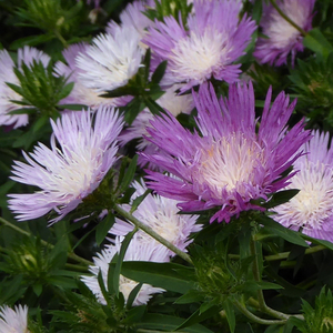 Colorwheel Stokesia Daisy, Stoke's Aster