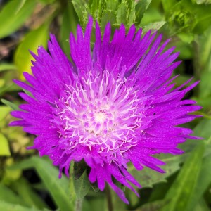 Honeysong Purple Stokesia Daisy, Stoke's Aster