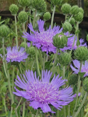 Omega Skyrocket Stokesia Daisy, Stoke's Aster