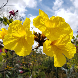 Golden Trumpet Tree, Tabebuia, Yellow Ipê, Ipê Amarelo