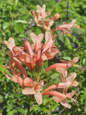 Hammer's Rose Cape Honeysuckle, Salmon Cape Honeysuckle