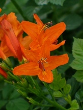 Orange Cape Honeysuckle