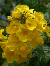Esperanza Tecoma Stans Texas Yellow Bells flower 60 seeds 