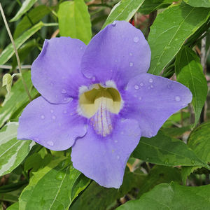 Variegated Blue Sky Vine, Blue Trumpet Vine