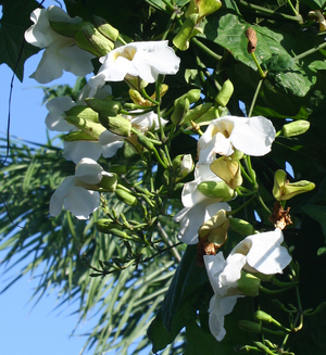 White Sky Vine, Bengal Clock Vine, White Trumpet Vine