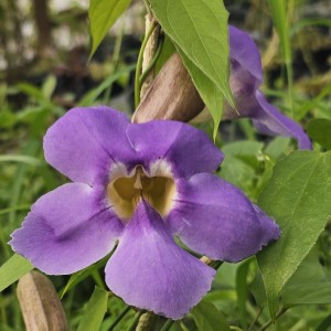 Laurel Leaf Blue Sky Vine, Rang Jued, Laurel Clock Vine, Blue Trumpet Vine