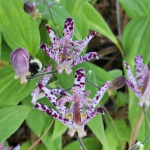 Sinonome Toad Lilies, Toadlily