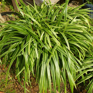 Variegated Giant Liriope, Lilyturf