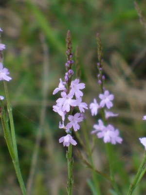 Texas Vervain, Slender Verbena, Texas Verbena, Slender Vervain