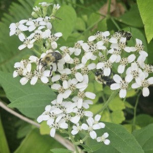 White Frostweed, White Crownbeard, Virginia Frostweed, Indian Tobacco, Squawweed, Richweed