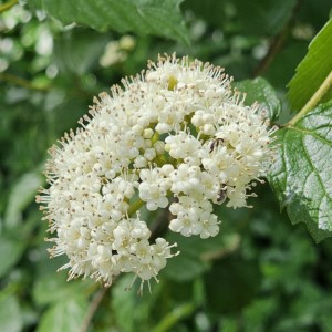 Arrowwood Viburnum, Southern Arrowwood