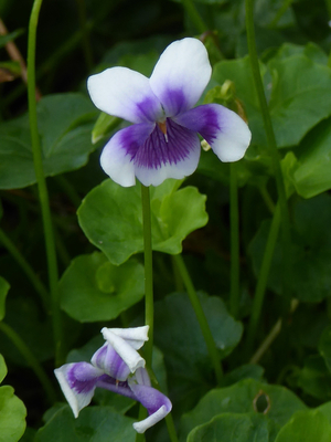 Trailing Violet, Australian Violet, Ivy-Leaved Violet, Tasmanian Trailing Violet