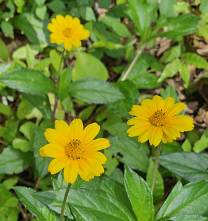 Wedelia, Yellow Creeping Ox-Eye Daisy, Yellow Dots