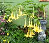 Yellow Angel's Trumpet, Wedding Bells, Brugmansia x 'Lutea'