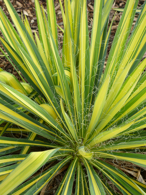 Color Guard Golden Variegated Yucca, Adam's Needle, Curly Leaf Yucca, Spoon Leaf Yucca