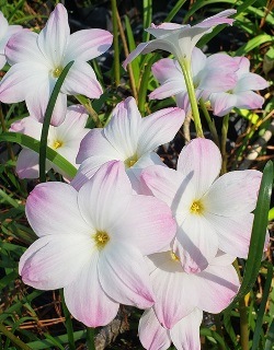 Lily Pies Rainlily