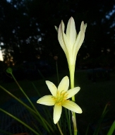 Primrose Yellow Rainlily, Zephyr Flower, Rain Lily, Fairy Lily