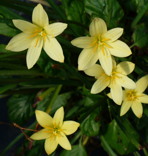 Primrose Yellow Rainlily, Zephyr Flower, Rain Lily, Fairy Lily