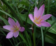 Zeyher's Pink Rainlily, Zephyr Lily, Fairy Lily