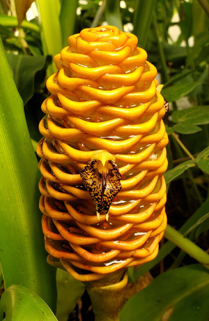 Jungle Drum Ginger, Beehive Ginger, Malaysian Ginger, Ginger Wort