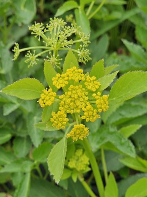 Golden Alexanders, Golden Zizia