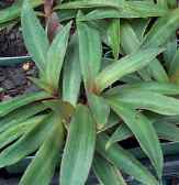 Moses in the Cradle, Three Men In A Boat, Tradescantia spathacea, Rhoeo spathacea, R. discolor