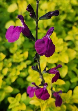 Golden Rosiene Salvia, Jame Sage