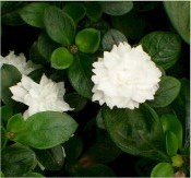 Double White Serissa, Snowrose, Tree of a Thousand Stars, or Japanese Boxthorn, Serissa japonica 'Flore Pleno', S. foetida, Buchozia japonica